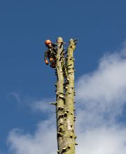 Galabau Guderian Bild 2