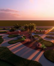 Albizia Paysage Lucas image 5