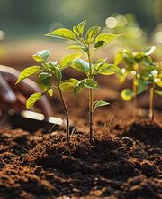 Baumpflege Eifler Bild 6