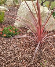 Evan Garden17 image 4