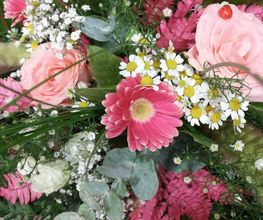 Gypsophile image 17