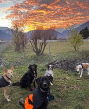Le chien serein Bild 4