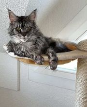 katzenbaum.ch Bild 9