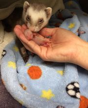 The Pet Wellness Group: Florence image 13