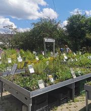 Wildpflanzengärtnerei Flora di Berna Bild 2