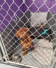 Pet Paradise image 17