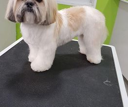 DogShine image 12