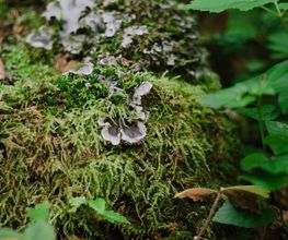 Grabschmuck gibt es im FriedWald Meßkirch nicht - die Natur schmückt die Gräber jahreszeitlich passend.