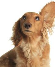 AniCura Afivet image 1