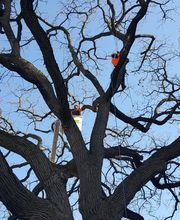 SavATree - Tree Service & Lawn Care image 4