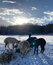 Ainring Alpakas Bild 1