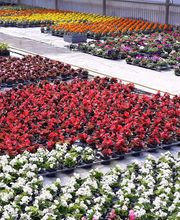 Chazalet Plants image 5