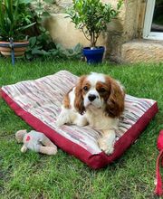 Asenack Association image 13