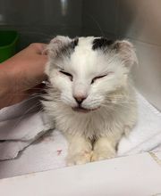 Veterinario Vet Sur Armeñime imagen 9