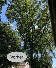 Nadrowski Baumdienst Bild 8