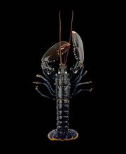 TRANSGOURMET image 2