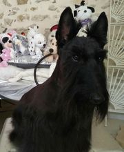 Le Salon des Stars image 19