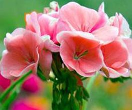 geranio-vivero-05.jpg