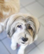 Doggrooming Ramstein Bild 5