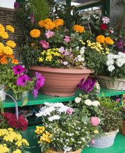 A. Pinto Fleurs Bild 1