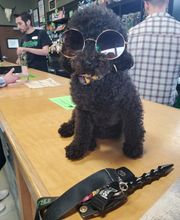 Cougar Cannabis image 19