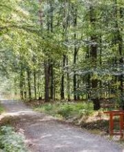 FriedWald Planitzwald Bild 1