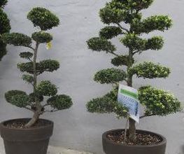 PALMENSTADL Bild 11