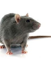 Lloyd Pest & Termite Control image 11