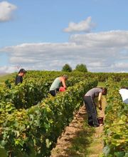 Cave De Bissey image 7