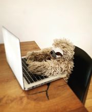 Nachhilfeinstitut Faultier Bild 2