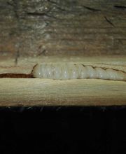 Agence Antiparasitaire Du Bois Pontivy image 12