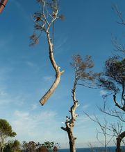 Olivier Nature image 10