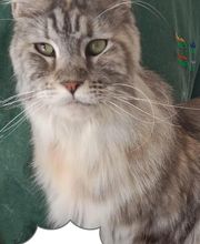 Toiletteur Zencani'cat image 6