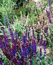 Ihr Wunschgarten Bild 5