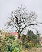 Daniel Kronenkürzung