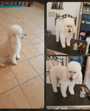 Toilettage Zen image 3