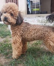 Elevage Des Jours Étoilés image 20