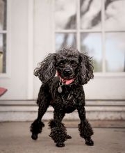 Rockhill Pet Clinic image 2