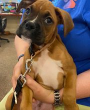 Green Summit Animal Clinic image 3