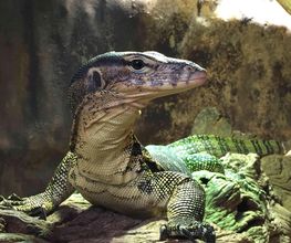Reptiland image 17