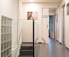 Tierklinik Interlaken AG - 24/7 Notfalldienst Bild 5