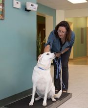 Animal Care Hospital of Morris Inc image 5