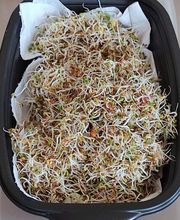 Charlot Chantal image 6