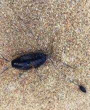 LM Nuisibles image 1