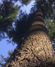 B Bois Forêts image 1