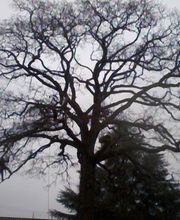 Du Haut Des Cimes image 6