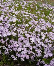 Staudengärtnerei David Müller Bild 56