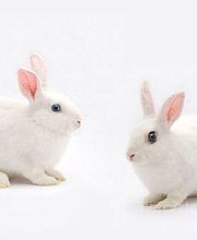 Tierarztpraxis Marc-Niklas Klingberg Bild 8