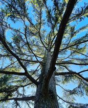 Elagage Gael Espaces Verts image 2