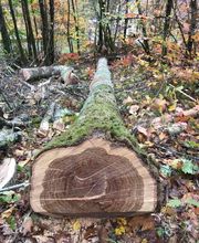 Julien Machefer Elagage EI image 5